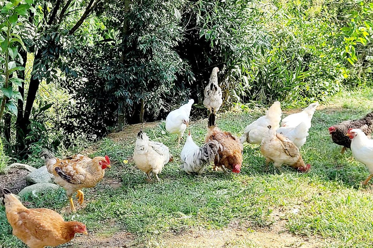 Chalé imerso na Natureza! Villa Sao Bonifacio Exterior foto
